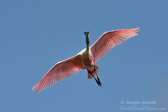 21012  Roseate Spoonbill