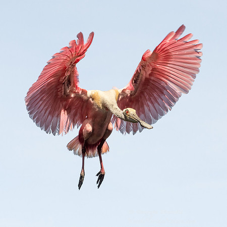 20031  Roseate Spoonbill