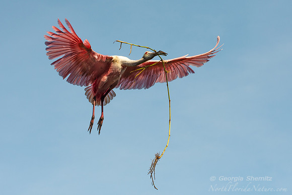 21029  Roseate Spoonbill